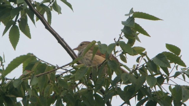 Manchurian Bush Warbler - ML201233041