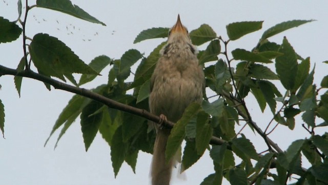 チョウセンウグイス - ML201233051