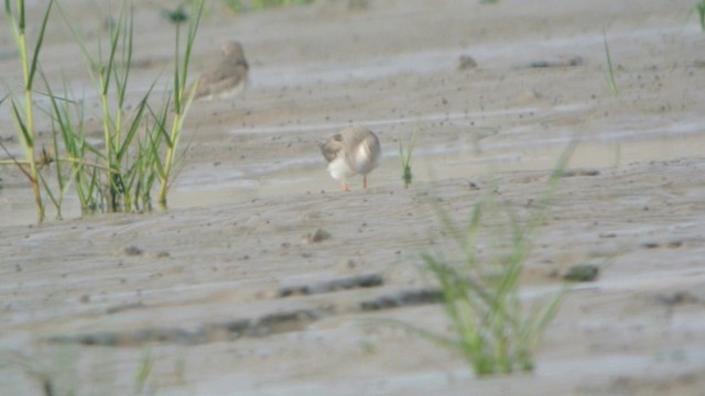 Terek Sandpiper - ML201233141