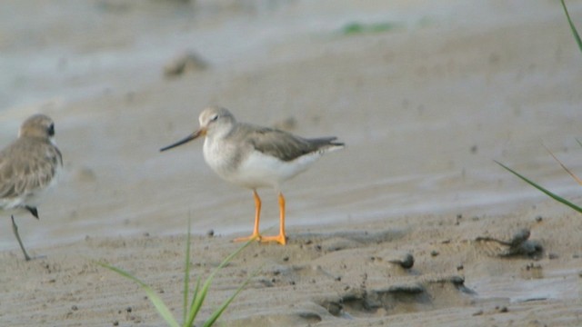 Terek Sandpiper - ML201233171