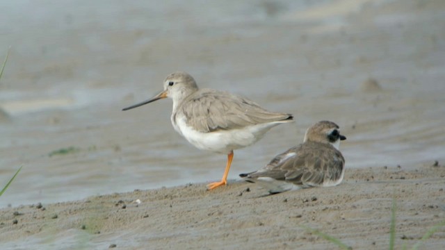 Terek Sandpiper - ML201233181