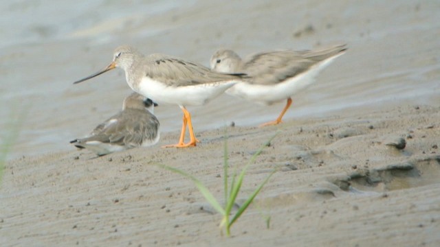 Terek Sandpiper - ML201233191