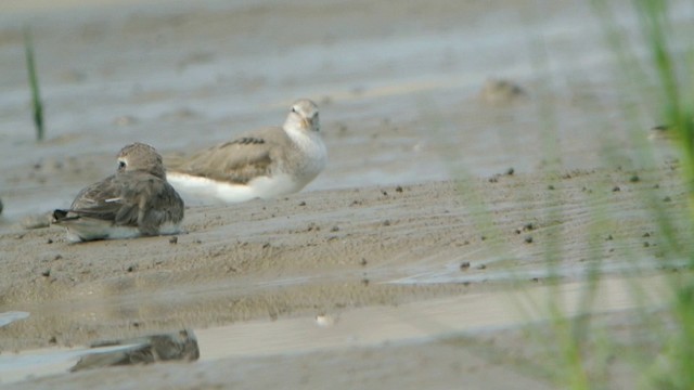 Terek Sandpiper - ML201233201