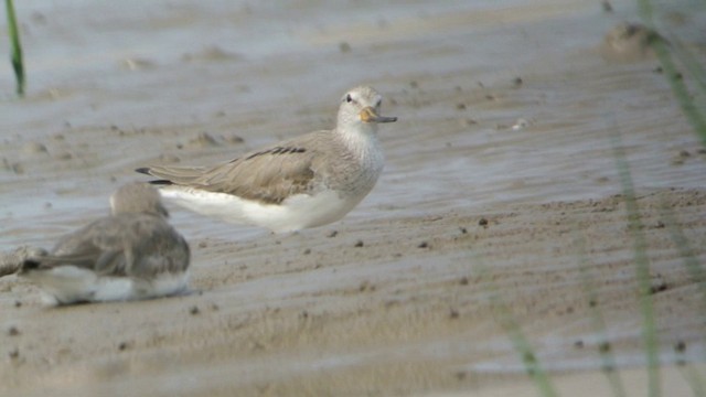 Terek Sandpiper - ML201233211