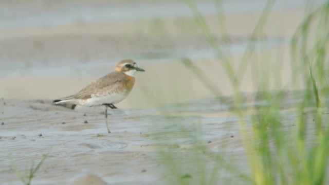 Siberian Sand-Plover - ML201233241