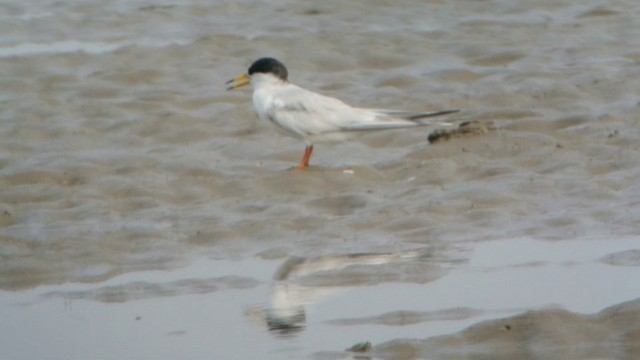 Little Tern - ML201233271