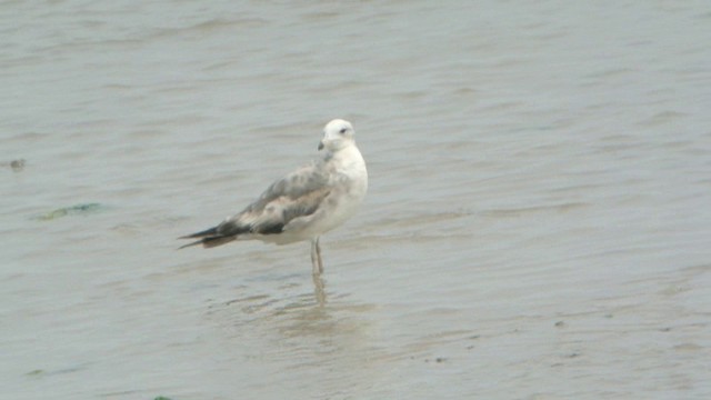 Black-tailed Gull - ML201233301