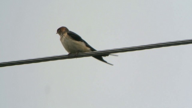 Red-rumped Swallow (Red-rumped) - ML201233311