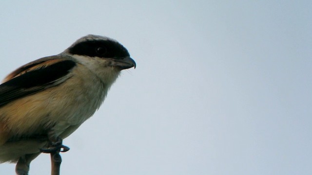 Long-tailed Shrike (schach) - ML201233321