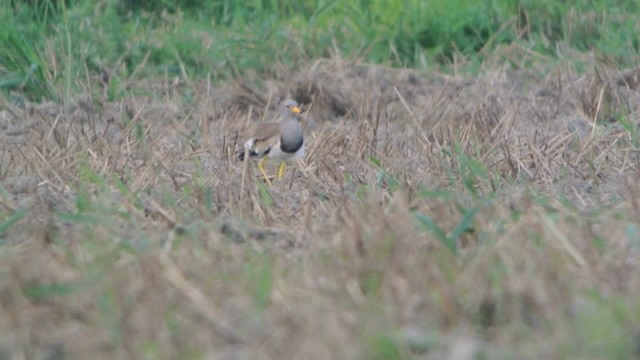 Gray-headed Lapwing - ML201233341