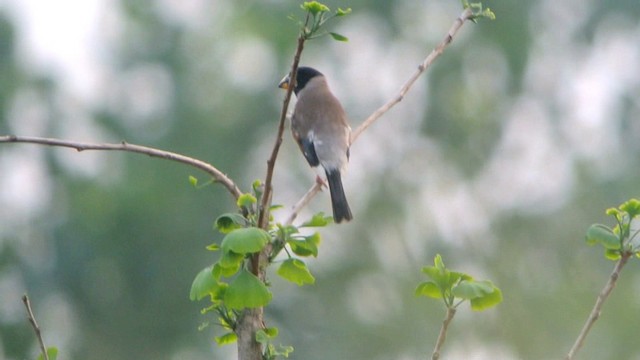 Yellow-billed Grosbeak - ML201233351