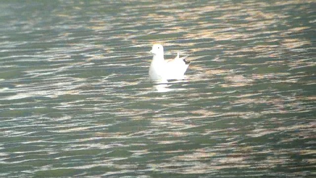 Pallas's Gull - ML201233411