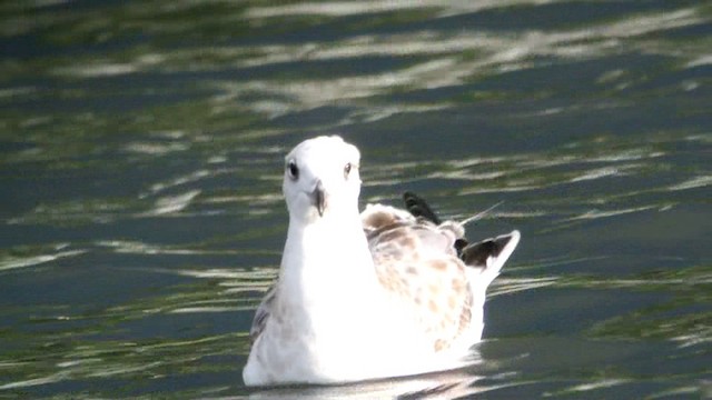 Pallas's Gull - ML201233421