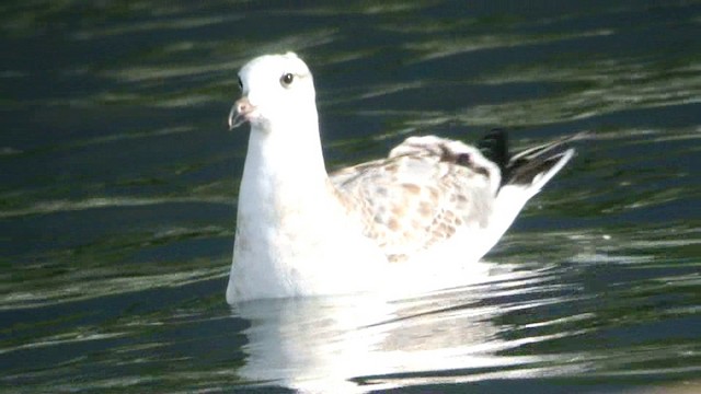 Pallas's Gull - ML201233431