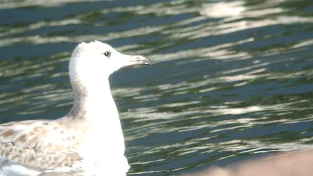 Pallas's Gull - ML201233441