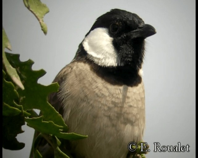 White-eared Bulbul - ML201233561