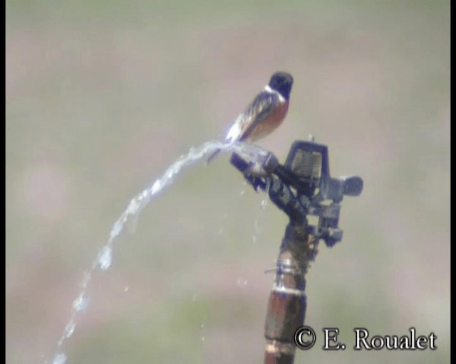 Siberian Stonechat (Siberian) - ML201233571