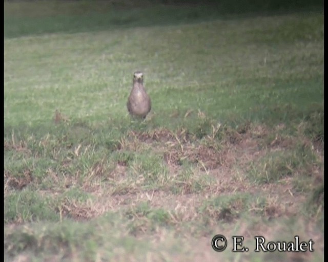 Sociable Lapwing - ML201233601