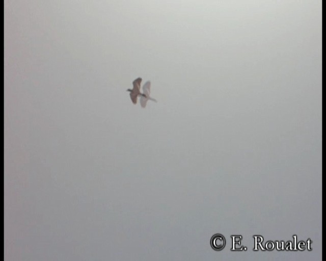 Red-wattled Lapwing - ML201233611
