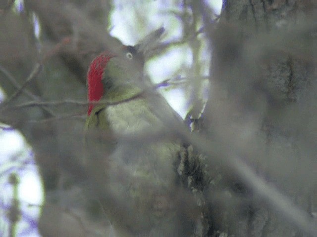 Yeşil Ağaçkakan (viridis/karelini) - ML201233651