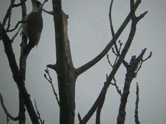 ヨーロッパアオゲラ（viridis／karelini） - ML201233671