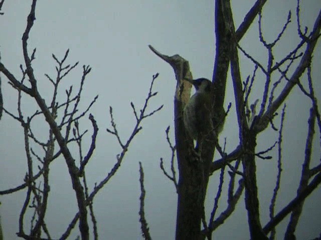 Eurasian Green Woodpecker (Eurasian) - ML201233681