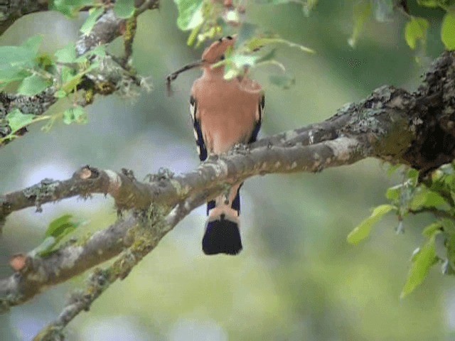 Eurasian Hoopoe (Eurasian) - ML201233801