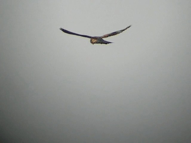 Eurasian Kestrel (Eurasian) - ML201233861