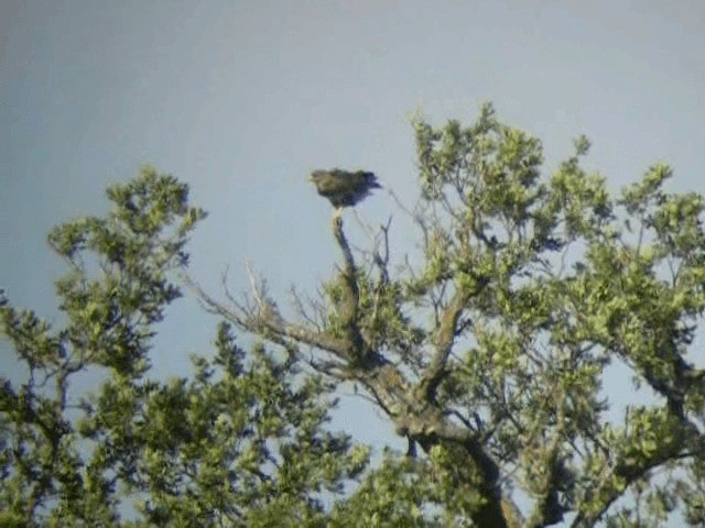 Common Buzzard - ML201233871