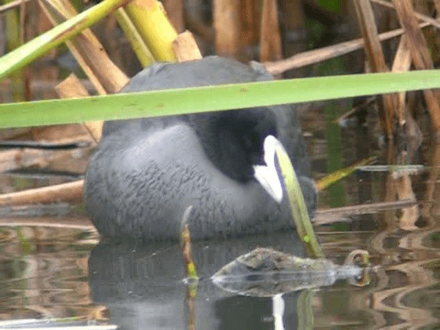 Eurasian Coot - ML201234091