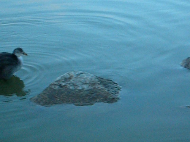 Eurasian Coot - ML201234111