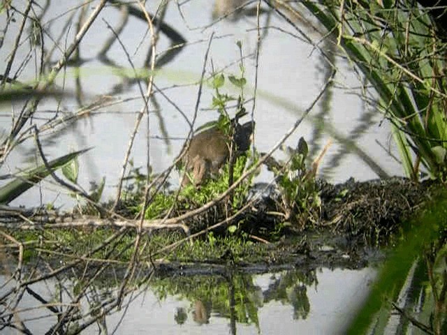 Gallinule poule-d'eau - ML201234141