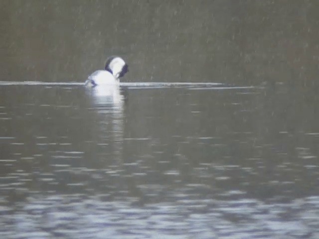 Great Crested Grebe - ML201234211