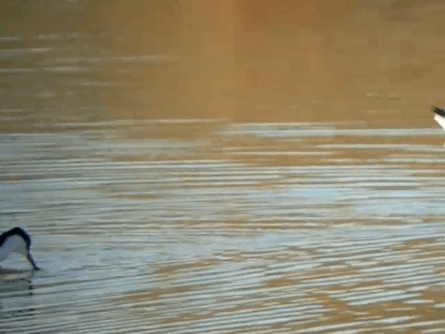 Avoceta Común - ML201234441