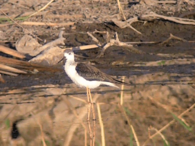 Échasse blanche - ML201234451