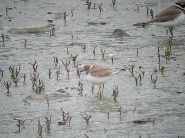 Little Ringed Plover (curonicus) - ML201234461