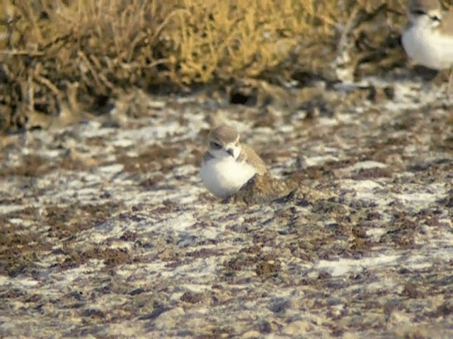 hvitbrystlo (alexandrinus/nihonensis) - ML201234471