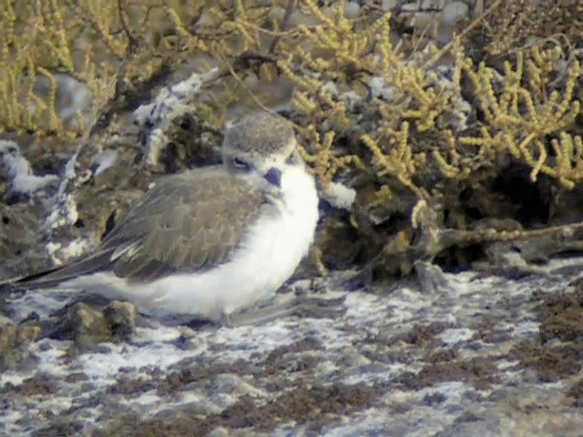 Kentish Plover (Kentish) - ML201234481