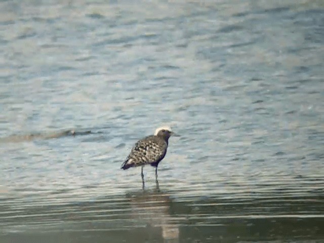 Black-bellied Plover - ML201234491