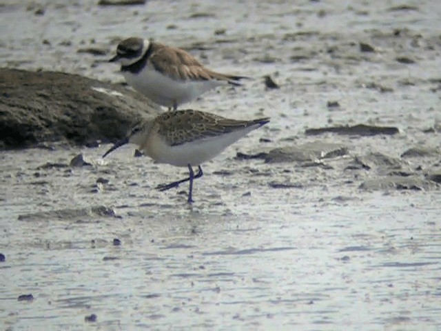 Curlew Sandpiper - ML201234521