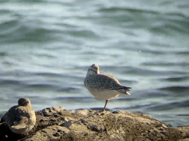 Red Knot - ML201234571