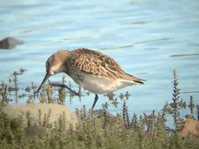 Correlimos Común (alpina/centralis) - ML201234601