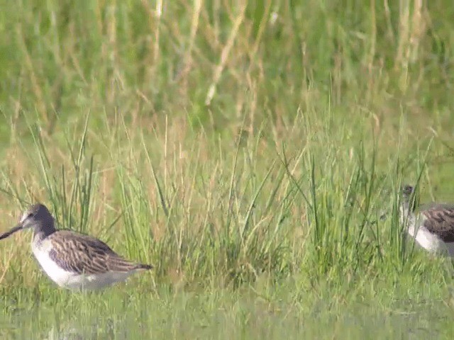 Common Greenshank - ML201234641