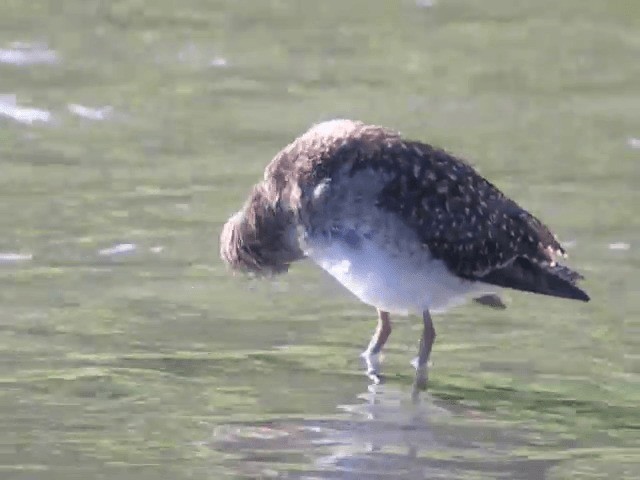 Wood Sandpiper - ML201234671