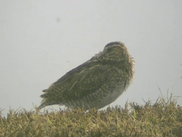 Common Snipe - ML201234731