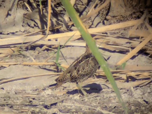 Common Snipe - ML201234741