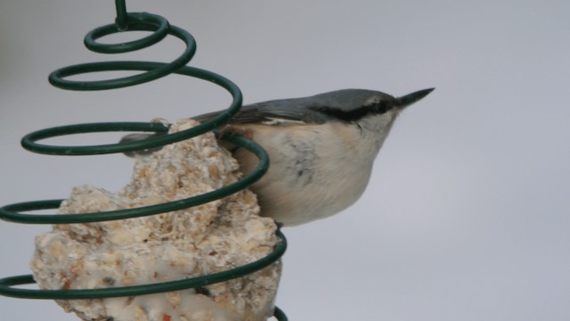 Eurasian Nuthatch (Western) - ML201234761