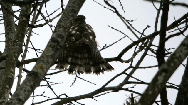 Eurasian Sparrowhawk - ML201234811