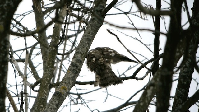 Eurasian Sparrowhawk - ML201234821