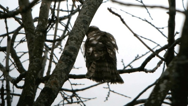 Eurasian Sparrowhawk - ML201234851